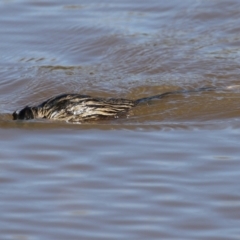 Hydromys chrysogaster at Fyshwick, ACT - 16 May 2022