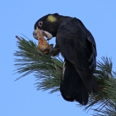 Zanda funerea (Yellow-tailed Black-Cockatoo) at Fyshwick, ACT - 16 May 2022 by RodDeb