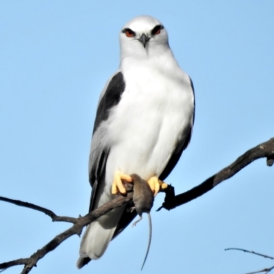 Elanus axillaris (Black-shouldered Kite) at Pialligo, ACT - 17 May 2022 by JohnBundock