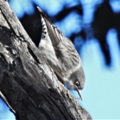 Daphoenositta chrysoptera (Varied Sittella) at Campbell, ACT - 17 May 2022 by JohnBundock