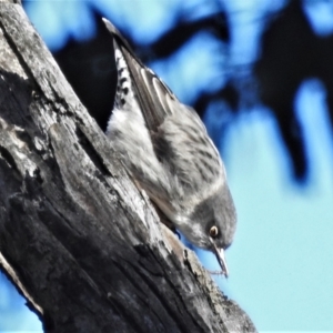 Daphoenositta chrysoptera at Campbell, ACT - 17 May 2022