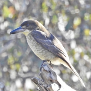 Cracticus torquatus at Pialligo, ACT - 17 May 2022