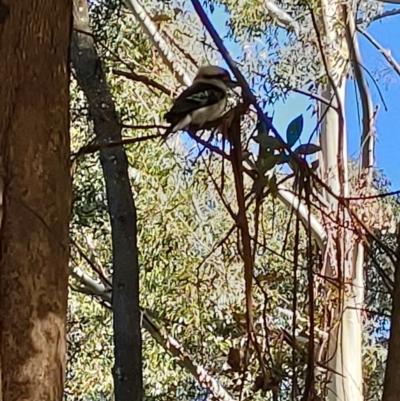 Dacelo novaeguineae (Laughing Kookaburra) at Turner, ACT - 17 May 2022 by KateU