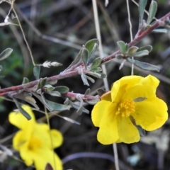 Hibbertia obtusifolia (Grey Guinea-flower) at Pialligo, ACT - 17 May 2022 by JohnBundock