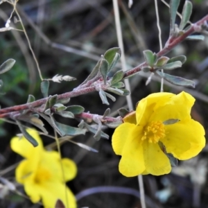 Hibbertia obtusifolia at Pialligo, ACT - 17 May 2022