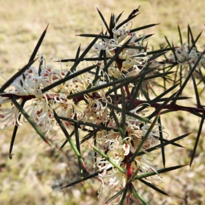 Hakea decurrens (Bushy Needlewood) at Pialligo, ACT - 17 May 2022 by JohnBundock