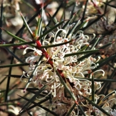 Hakea decurrens at Pialligo, ACT - 17 May 2022