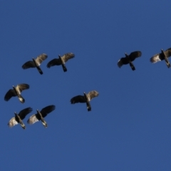 Zanda funerea (Yellow-tailed Black-Cockatoo) at Pialligo, ACT - 16 May 2022 by trevsci