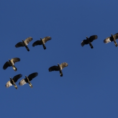 Zanda funerea (Yellow-tailed Black-Cockatoo) at Pialligo, ACT - 16 May 2022 by trevsci