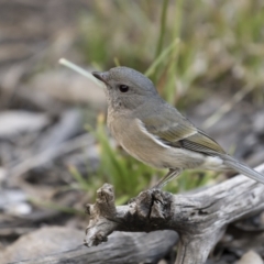 Pachycephala pectoralis (Golden Whistler) at Mount Ainslie - 16 May 2022 by trevsci