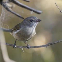 Pachycephala pectoralis at Pialligo, ACT - 16 May 2022