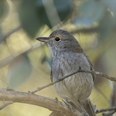 Colluricincla harmonica (Grey Shrikethrush) at Mount Ainslie - 16 May 2022 by trevsci