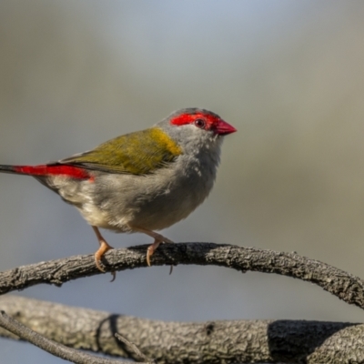 Neochmia temporalis (Red-browed Finch) at Mount Ainslie - 16 May 2022 by trevsci