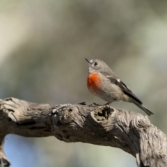 Petroica boodang (Scarlet Robin) at Mount Ainslie - 16 May 2022 by trevsci
