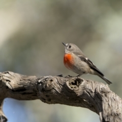 Petroica boodang (Scarlet Robin) at Pialligo, ACT - 16 May 2022 by trevsci