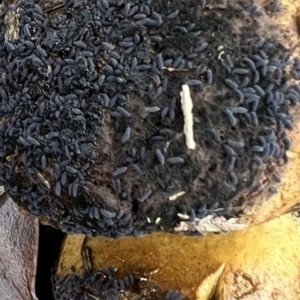 Hypogastrura sp. (genus) at Murrumbateman, NSW - 13 May 2022