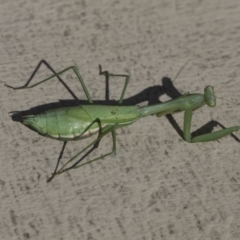 Pseudomantis albofimbriata (False garden mantis) at Yarralumla, ACT - 16 May 2022 by AlisonMilton