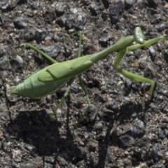 Pseudomantis albofimbriata at Yarralumla, ACT - 16 May 2022