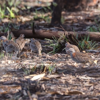 Turnix varius (Painted Buttonquail) at Block 402 - 17 May 2022 by JohnHurrell
