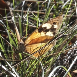 Heteronympha merope at Molonglo Valley, ACT - 17 May 2022