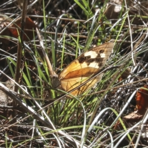 Heteronympha merope at Molonglo Valley, ACT - 17 May 2022