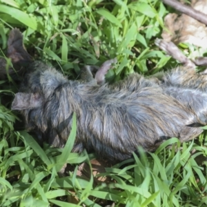 Rattus rattus at Yarralumla, ACT - 16 May 2022