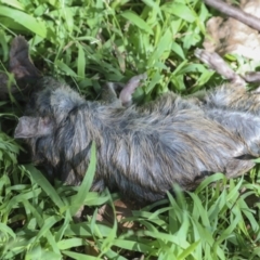 Rattus rattus (Black Rat) at Lake Burley Griffin West - 16 May 2022 by AlisonMilton