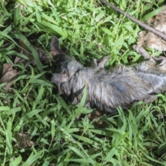 Rattus rattus at Yarralumla, ACT - 16 May 2022