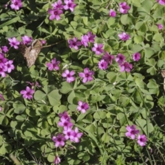 Oxalis debilis var. corymbosa (Pink Woodsorrel) at Yarralumla, ACT - 16 May 2022 by AlisonMilton