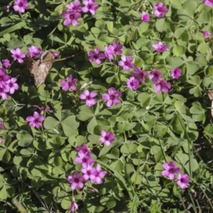 Oxalis debilis var. corymbosa at Yarralumla, ACT - 16 May 2022 03:12 PM