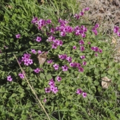 Oxalis debilis var. corymbosa at Yarralumla, ACT - 16 May 2022 03:12 PM