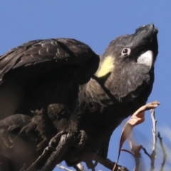 Zanda funerea (Yellow-tailed Black-Cockatoo) at Yarralumla, ACT - 16 May 2022 by AlisonMilton