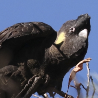 Zanda funerea (Yellow-tailed Black-Cockatoo) at Yarralumla, ACT - 16 May 2022 by AlisonMilton