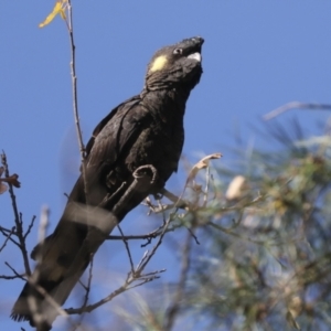 Zanda funerea at Yarralumla, ACT - 16 May 2022