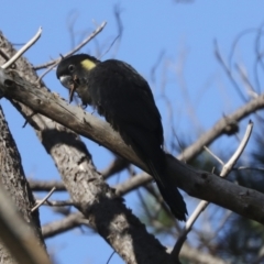 Zanda funerea at Yarralumla, ACT - 16 May 2022