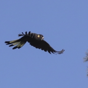 Zanda funerea at Yarralumla, ACT - 16 May 2022