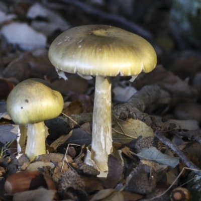 Amanita phalloides (Death Cap) by AlisonMilton