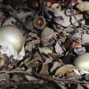 Amanita phalloides at Molonglo Valley, ACT - 17 May 2022 10:48 AM