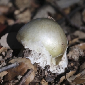 Amanita phalloides at Molonglo Valley, ACT - 17 May 2022 10:48 AM