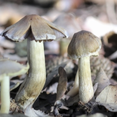 Unidentified Cap on a stem; gills below cap [mushrooms or mushroom-like] at National Arboretum Forests - 17 May 2022 by AlisonMilton