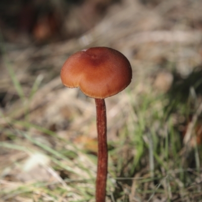 Unidentified Cap on a stem; gills below cap [mushrooms or mushroom-like] at Molonglo Valley, ACT - 17 May 2022 by AlisonMilton