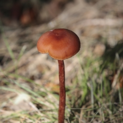 Unidentified Cap on a stem; gills below cap [mushrooms or mushroom-like] at National Arboretum Forests - 17 May 2022 by AlisonMilton