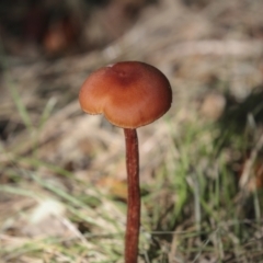 Unidentified Cap on a stem; gills below cap [mushrooms or mushroom-like] (TBC) at National Arboretum Forests - 17 May 2022 by AlisonMilton