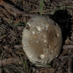 Unidentified Cap on a stem; gills below cap [mushrooms or mushroom-like] (TBC) at National Arboretum Forests - 17 May 2022 by AlisonMilton