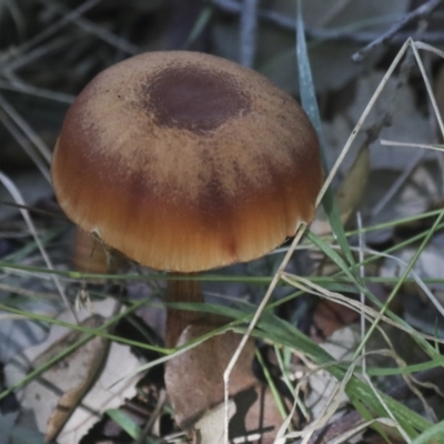 Unidentified Cap on a stem; gills below cap [mushrooms or mushroom-like] at National Arboretum Forests - 17 May 2022 by AlisonMilton