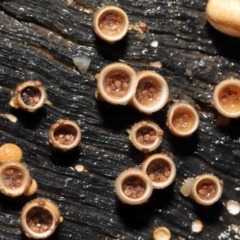 Nidula niveotomentosa (A birds-nest fungus) at Tidbinbilla Nature Reserve - 17 May 2022 by TimL