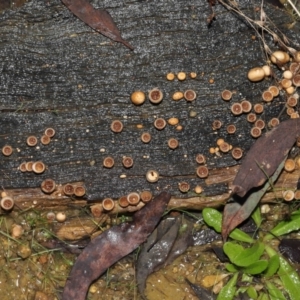 Nidula niveotomentosa at Paddys River, ACT - 17 May 2022 10:41 AM