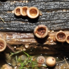 Nidula niveotomentosa at Paddys River, ACT - 17 May 2022 10:41 AM