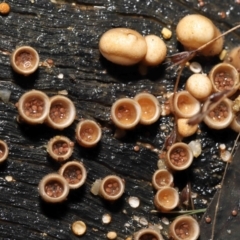 Nidula niveotomentosa at Paddys River, ACT - 17 May 2022