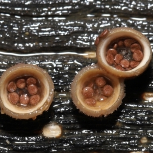 Nidula niveotomentosa at Paddys River, ACT - 17 May 2022 10:41 AM